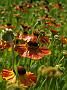 Helenium Samtjuwel